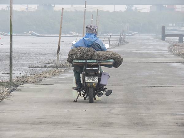 彰化海岸濕地，圓一個「海牛」的夢