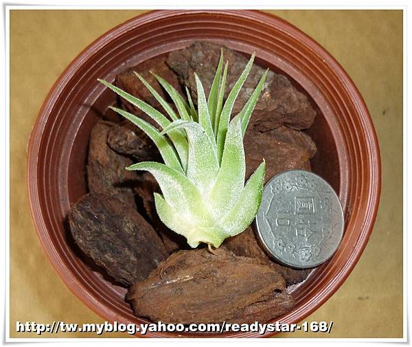 Ionantha 'Huamelula'.jpg