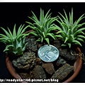 Ionantha Ron.jpg