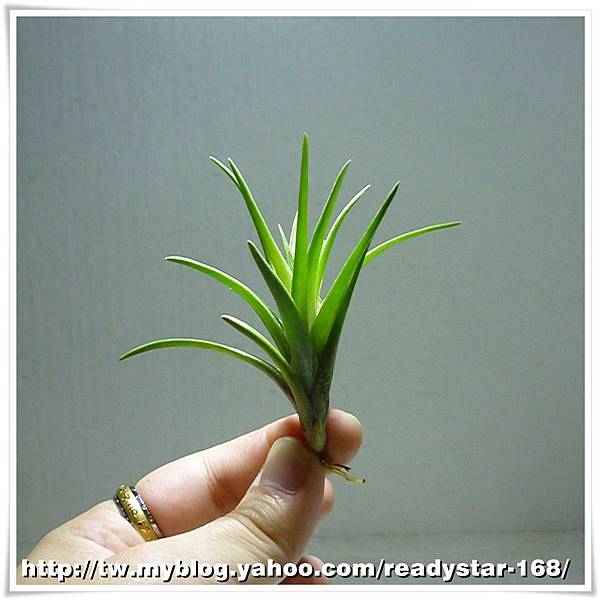 Neglecta  Giant 日本第一(巨大種).jpg