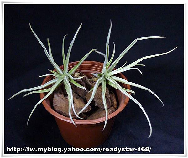 Reichembachii 【香花】.jpg