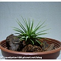 Ionantha 半紅小精靈.jpg