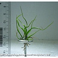 Bulbosa 小章魚.jpg