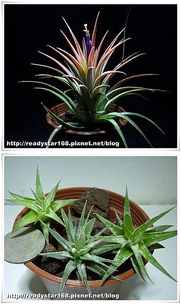 Ionantha 'Huamelula'-vert.jpg