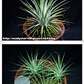 Ionantha 'Conehead'.jpg