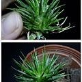 Ionantha zebrina F.jpg