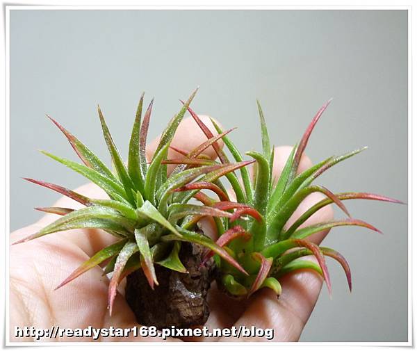 Ionantha 'Green'.jpg
