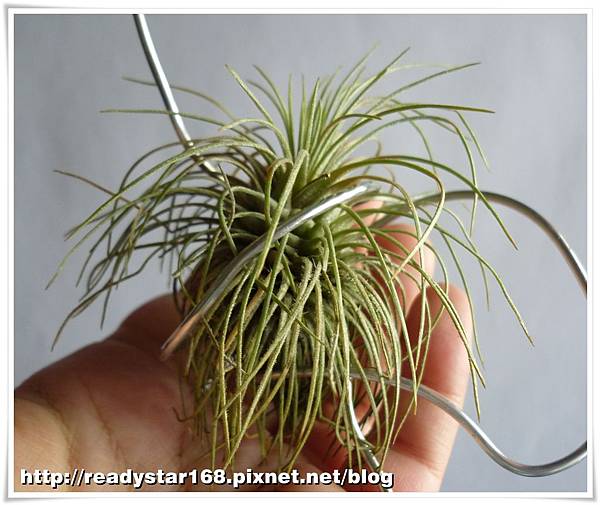 Atroviridipetala Large Form.jpg