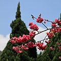0228 去年拍過的山櫻花