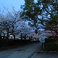 2012滋賀的櫻花