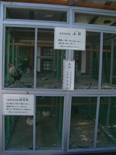 IN山王日枝神社.JPG