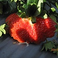 媽媽愛的連體大草莓