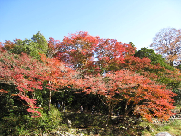 2008.11.25 京都--嵐山 (244).JPG