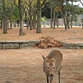 2008.11.27 京都--奈良--東大寺 (12).JPG