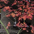 2008.11.26 京都--南禪寺 (15).JPG