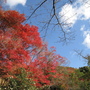 2008.11.26 京都--哲學之道 (44).JPG