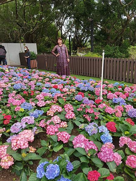 愉景灣酒店 Staycation 及去大埔海濱公園看繡球花