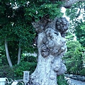 寺前的楠木
