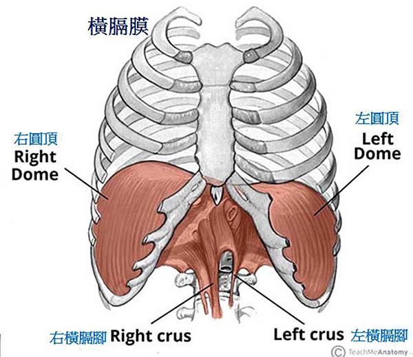 diaphragm.jpg