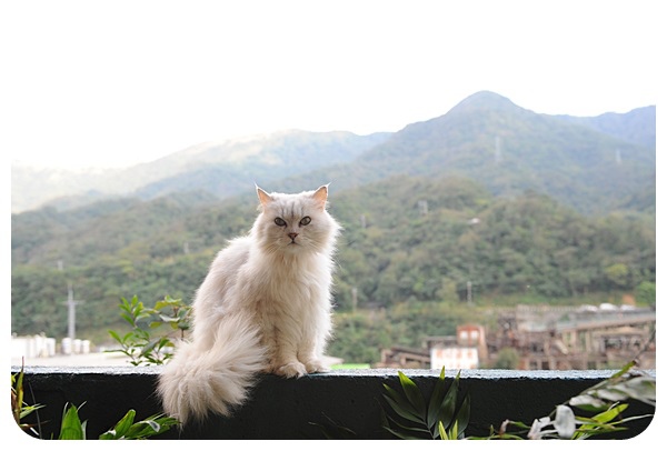 猴硐貓村,貓橋,新北市瑞芳區,山城小鎮,基隆河,宜蘭線,躲喵喵咖啡館,新北,侯硐貓村,侯硐,貓咪,侯硐車