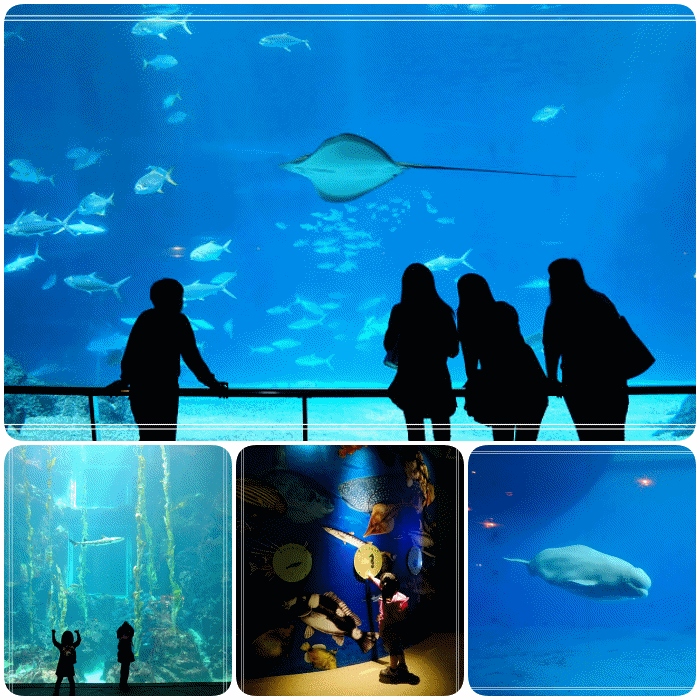 國立海洋生物博物館,海底隧道,珊瑚王國館,台灣水域館,世界水域館,海藻森林,企鵝館,屏東,墾丁,墾丁海生館,墾丁景點,森林