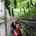 2013-08-25金勇DIY蕃茄園2.jpg