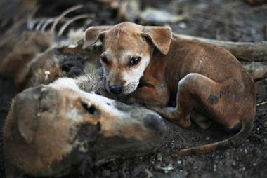 pb-121112-dog-myanmar-02.380;380;7;70;0