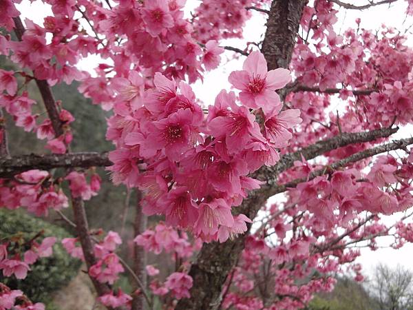 DSC00674 DSC00674
