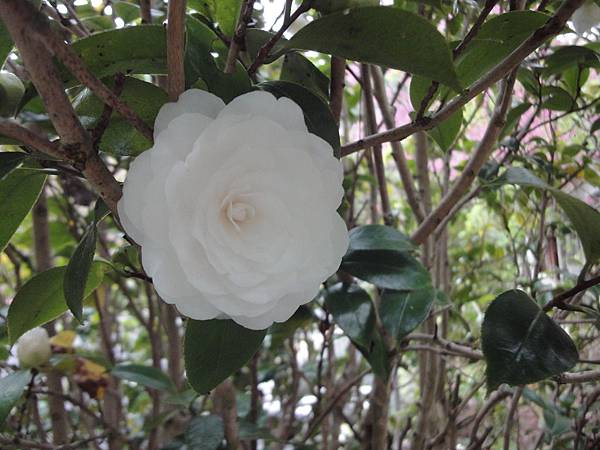 DSC00580 DSC00580