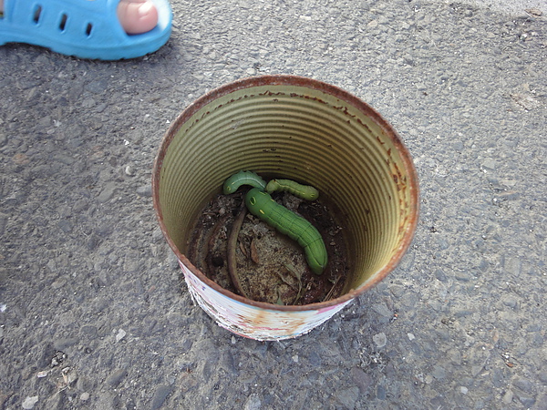 肥蟲 肥蟲