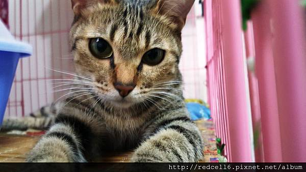 雙曲出眾!大開眼界Samsung Galaxy S6 edge+智慧旗艦機體驗心得分享