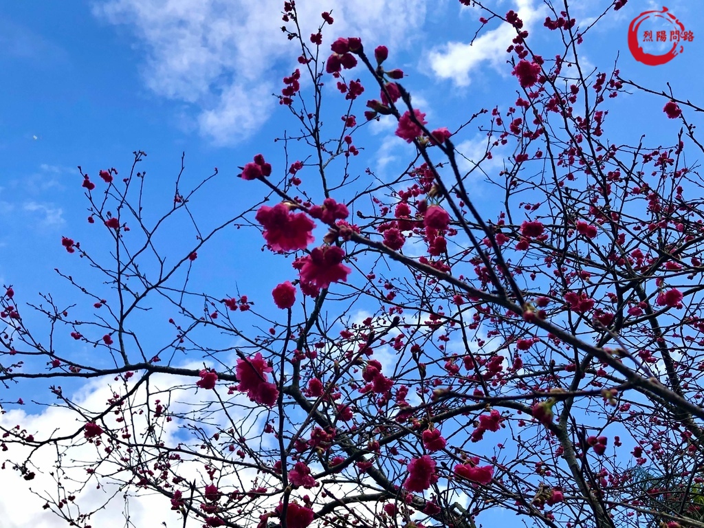 花蓮景點 花蓮賞櫻 櫻花季 花蓮玉山神學院 近鯉魚潭 花蓮鳳林鎮水源地 花蓮旅遊