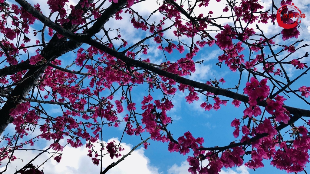 花蓮景點 花蓮賞櫻 櫻花季 花蓮玉山神學院 近鯉魚潭 花蓮鳳林鎮水源地 花蓮旅遊