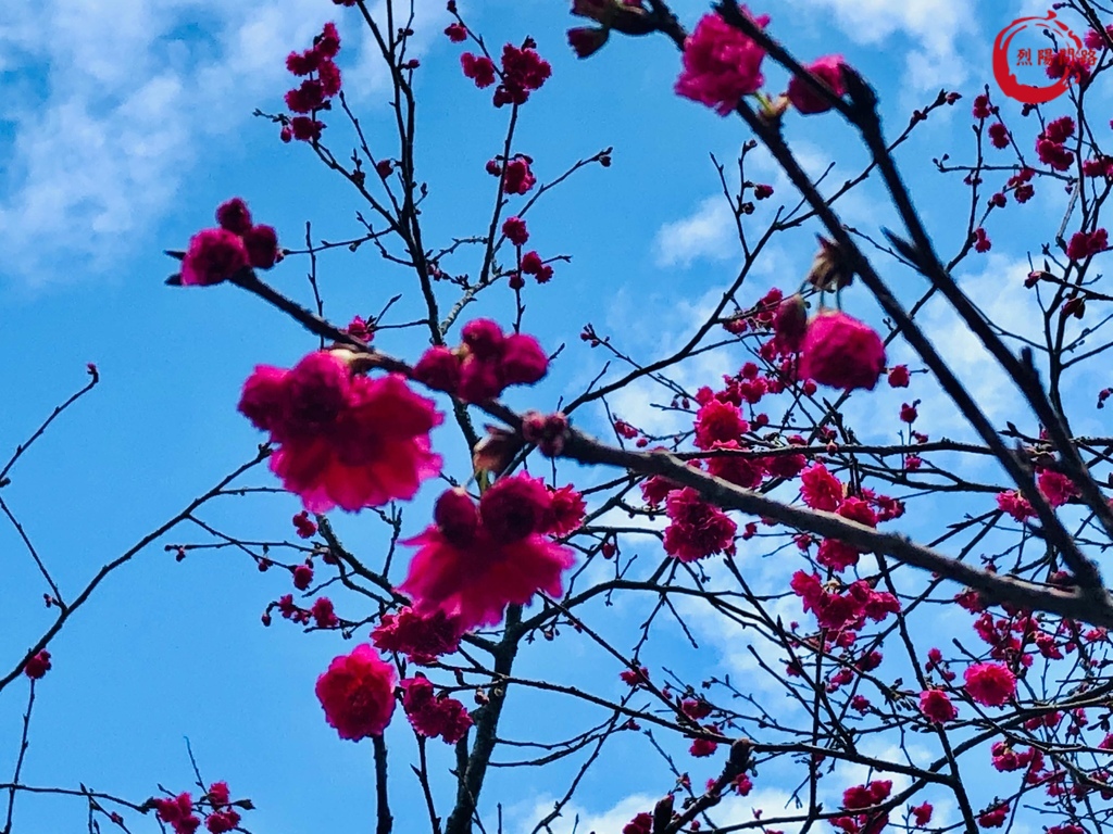 花蓮景點 花蓮賞櫻 櫻花季 花蓮玉山神學院 近鯉魚潭 花蓮鳳林鎮水源地 花蓮旅遊