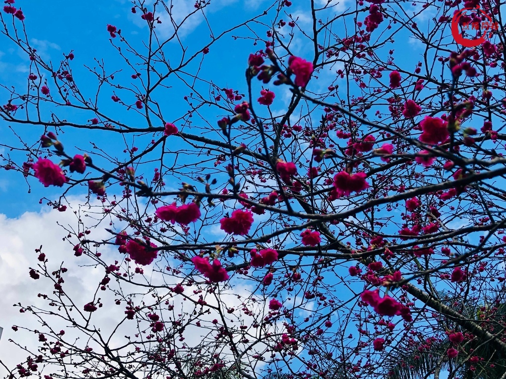 花蓮景點 花蓮賞櫻 櫻花季 花蓮玉山神學院 近鯉魚潭 花蓮鳳林鎮水源地 花蓮旅遊