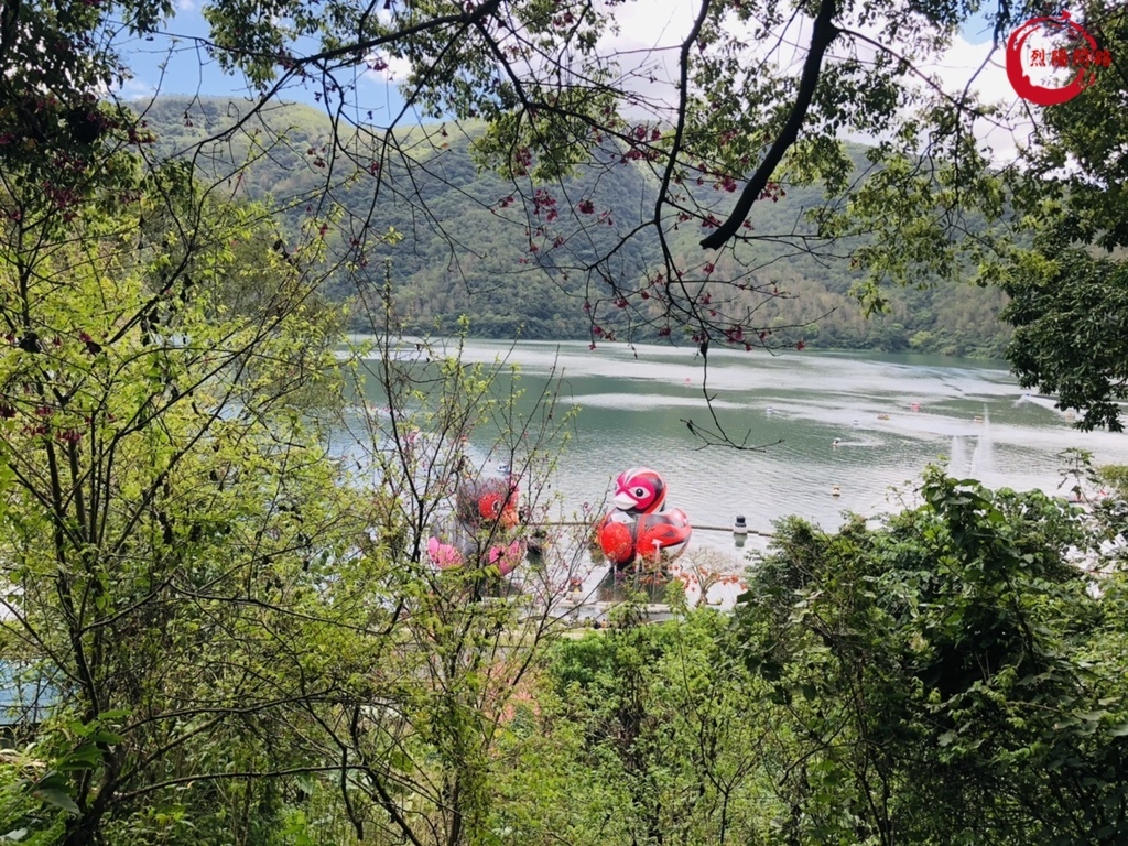 花蓮景點 花蓮賞櫻 櫻花季 花蓮玉山神學院 近鯉魚潭 花蓮鳳林鎮水源地 花蓮旅遊