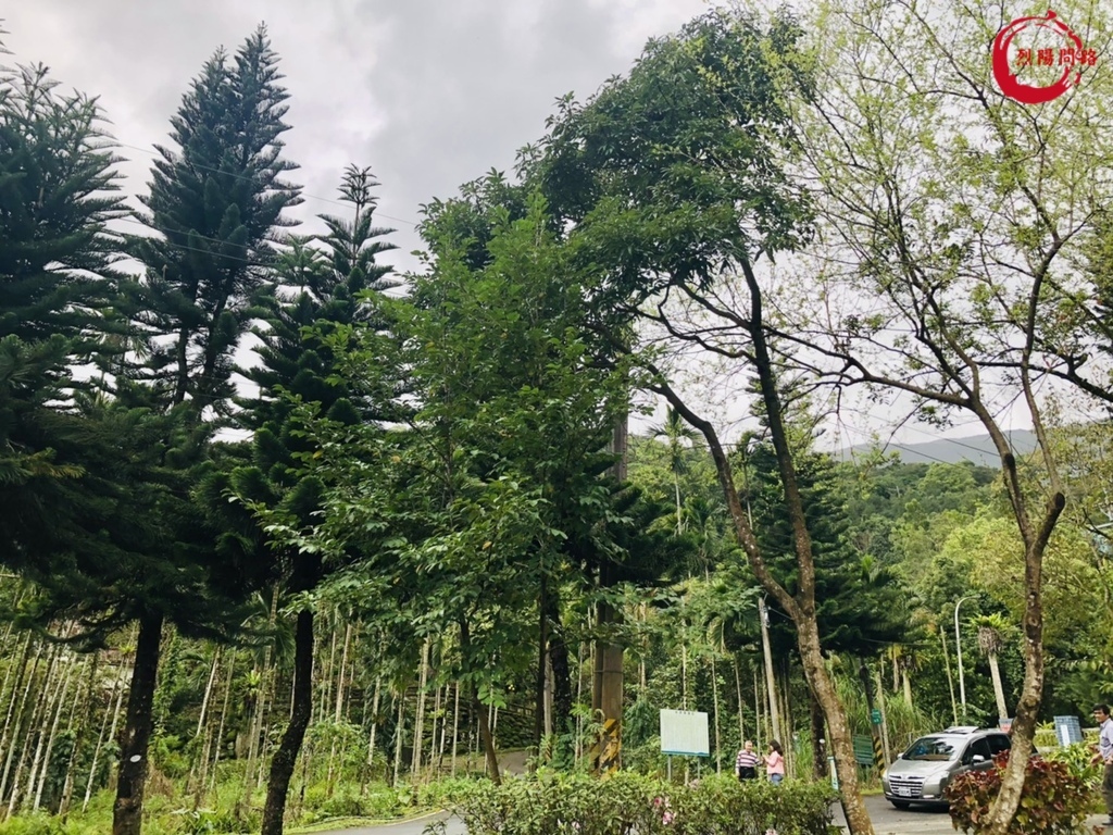 花蓮景點 花蓮賞櫻 櫻花季 花蓮玉山神學院 近鯉魚潭 花蓮鳳林鎮水源地 花蓮旅遊