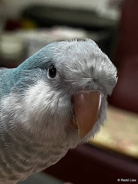 和尚鸚鵡 和尚鸚鵡