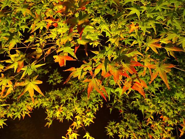 WP_20151130_17_56_56_Pro.jpg WP_20151130_17_56_56_Pro.jpg