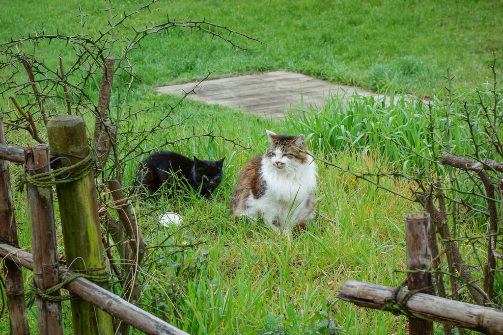 DSC02234.jpg DSC02234.jpg