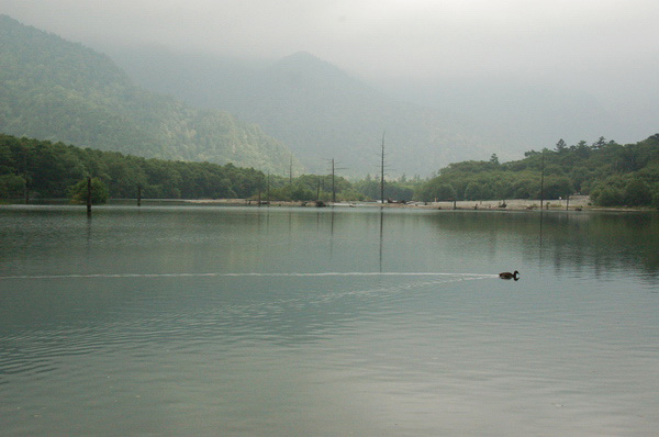 鴨子划水