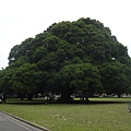 國泰的榕樹