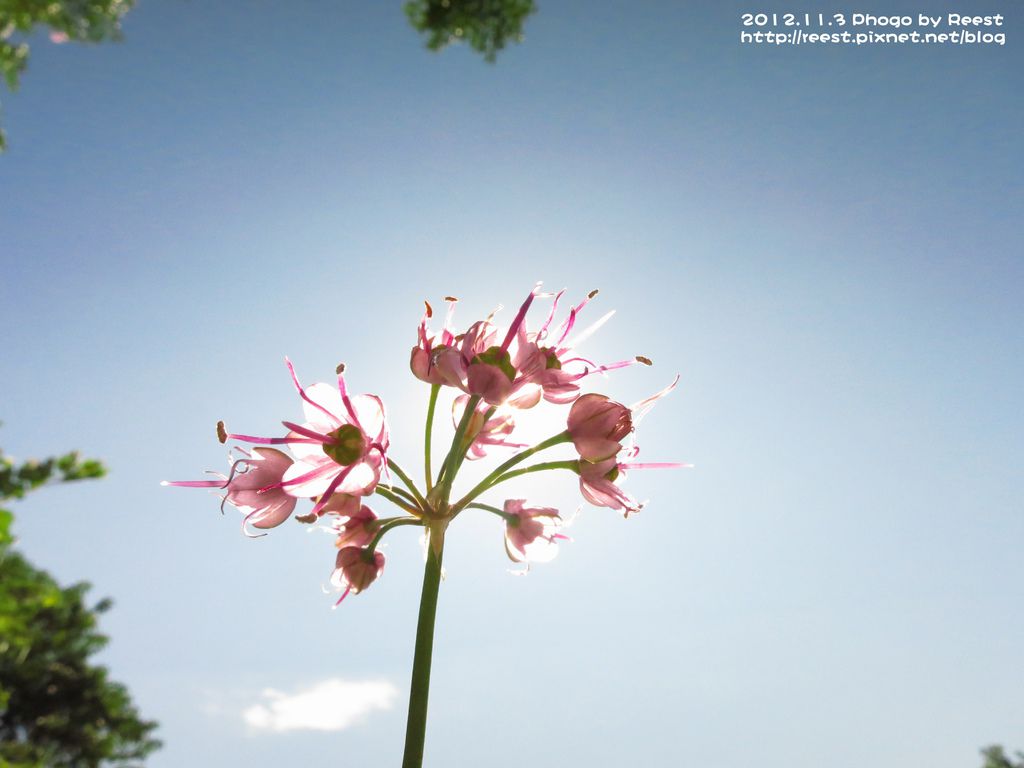 攝 晴空下的 蕗蕎花 Reest 的小日子 痞客邦 攝 晴空下的 蕗蕎花 Reest 的小日子 痞客邦