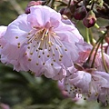 東陽-櫻花