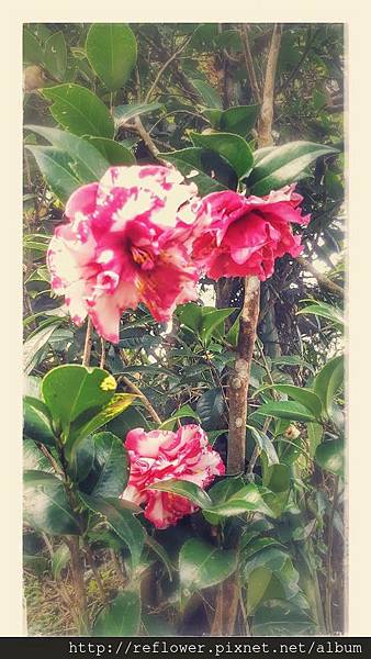 20161213_072411-EFFECTS