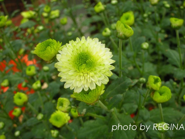 9811-21 士林官邸共香盛菊_0027.jpg