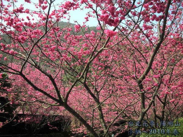 9901-22 陽明山花季_0027.jpg