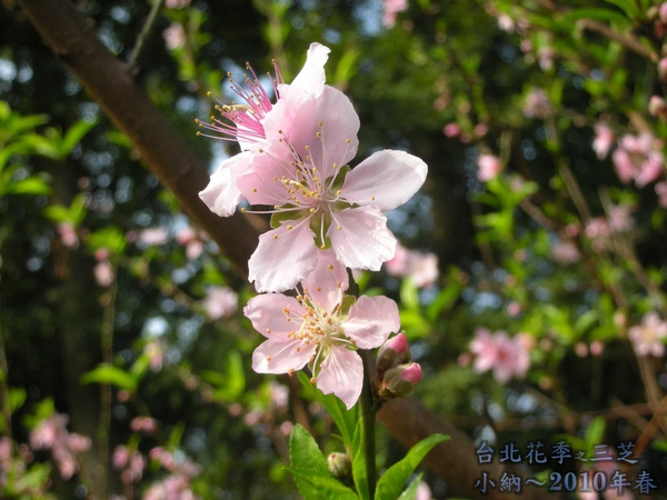 9901-22 陽明山花季_0077.jpg