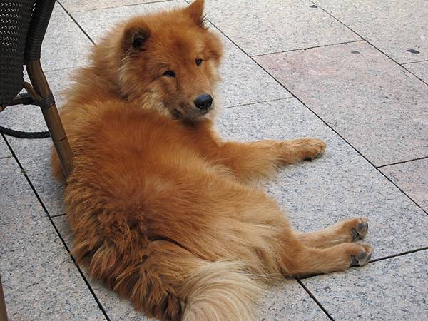 wernigerdeo慵懶晒太陽的狗