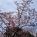03-上野恩賜公園裏有偷開的櫻花樹